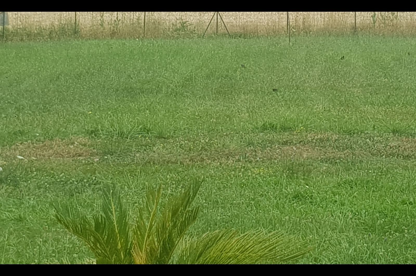 Image du terrain